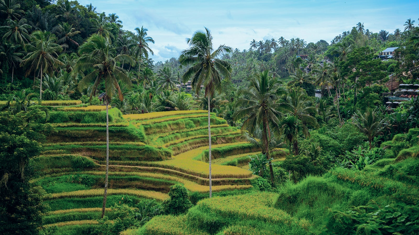 Dancing Shadows in Ubud’s Rice Terraces