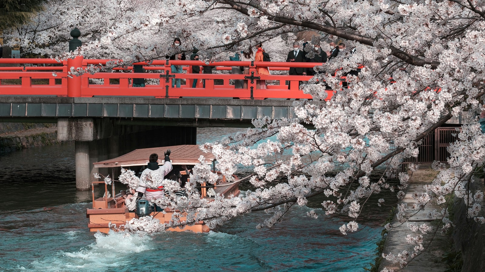 Chasing Cherry Blossoms Along Kyoto’s Riverbanks